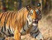 Enjoy Wildlife Tour packages
