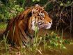 Enjoy Wildlife Tour packages