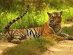 Wildlife Tour packages