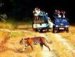 Best Wildlife Safari Adventures Offers For You