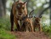 Special Offer For Kanha National Park With Family & Friends.