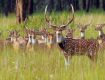 Special Offer For Bandhavgarh National Park  With Family .