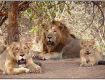 Enjoy With Your Family At Gir Tour Packages.