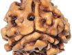 Get 3 rudraksha mukhi price Online At Johri Bazar,Jaipur