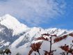 Special winter family tour in Sikkim.