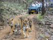 Get Amazing Offer On Monsoon in Ranthambore national park with family
