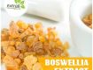 Boswellia Serrata Extract Manufacturer, Supplier & Exporter - Extroil Naturals