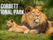 Best offers on wildlife Tour Packages for Uttrakhand