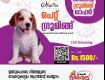 Pet Boarding Services in Thrissur