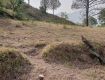 Land for sale Next to Kasauli