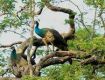 Pune is famous for extinct  plants and animals