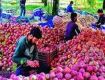 Kashmir is famous for apples