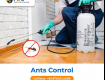 Ant Control Services