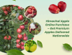 Himachal Apple Online Purchase