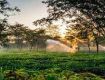 Tourism industry brings to you the best-in-class Holiday Packages For Assam