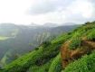 An opportunity to get best services for Hotels in lonavala