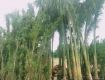 165 Sq Ft Residential Plot In Bhuvi Developers, Ankushapur, Hyderabad