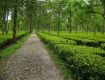 Seasonal trips with best Monsoon Tour packages