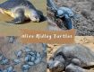 Olive Ridley Tours Odisha 5N/6D