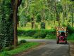 Great holiday packages complete with sightseeing tours For Coorg