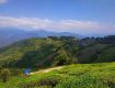 Enjoy Scenic Tea Gardens and Himalayan Views in DARJEELING
