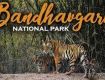 Enjoy with your kids at Wildlife Tour packages in Madhya Pradesh
