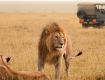 Enjoy with your kids at Wildlife Tour packages in Masai Mara