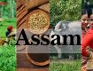 Best outing with Car Rental Tour packages in India in assam