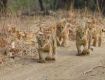 Enjoy with your kids at Wildlife Tour packages at junagadh