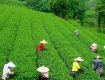 Honeymoon Tour Packages to reach sky with your dreams in assam.