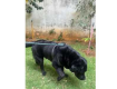 best dog day care service in kondapur