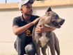 Dog Walker Delhi - Dog Sathi | Pitampura
