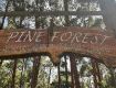 Experience the Hidden Paradise of Ranikhet Pine Forests