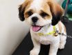 pet grooming