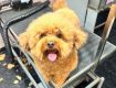 Pet Shop in Banglore