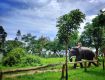Accommodation to the best deals on air tickets on best offers in coorg