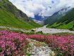 Experience Nature at Its Best with Valley of Flowers Holiday Packages.