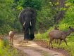 Enjoy with Your Kids at Jim Corbett Wildlife Tour Packages