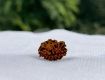 2 Mukhi Rudraksha Cost in Delhi | Original Do Mukhi Rudraksha