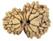 Buy Original Garbh Gauri Rudraksha for Love, Harmony & Family Well-Being