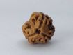 Genuine 3 Mukhi Rudraksha Price in Delhi | Certified Teen Mukhi Rudraksha