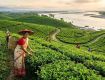 Best offers on Holiday Tour Packages, Assam
