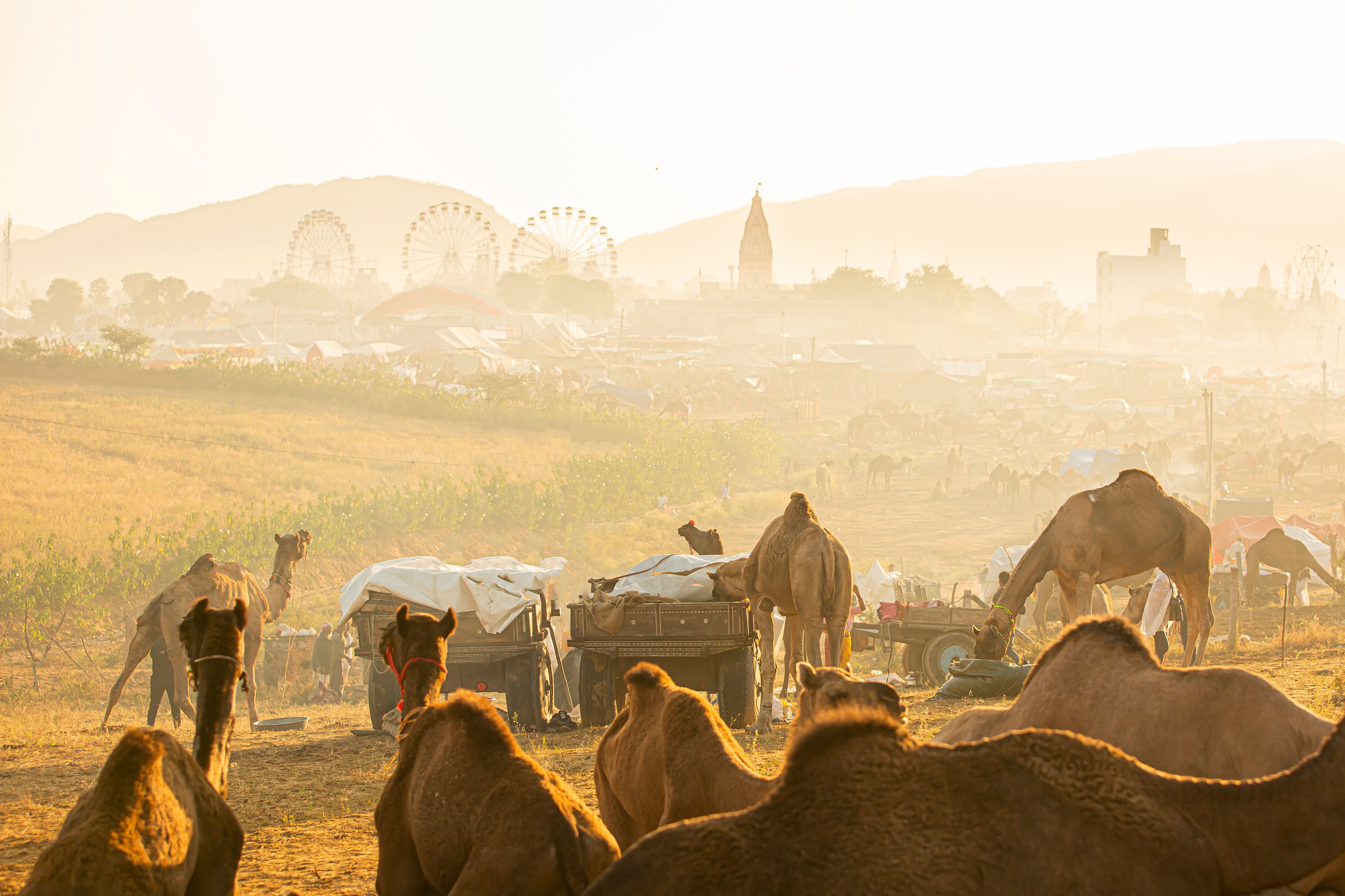 Pushkar Mela, Pushkar Camel Fair