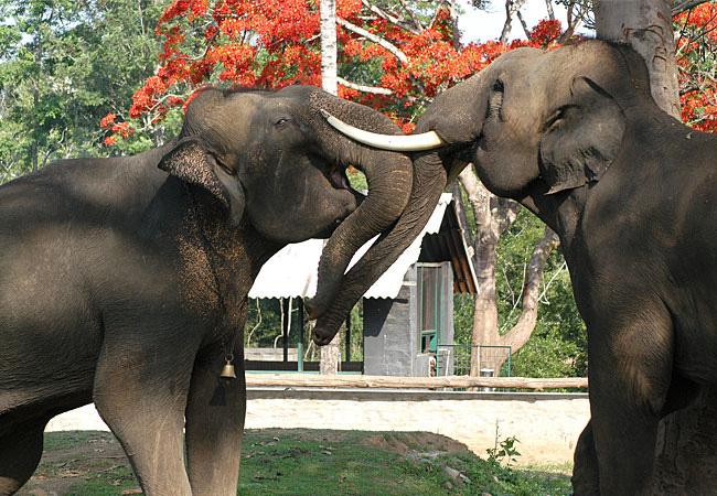 dubareelephantcamp.com.jpg